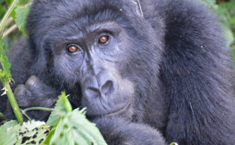 Gorillas in the Mist-y Impenetrable Forest