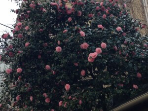 Camellia tree in a Tokyo residential neighborhood 
