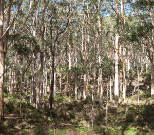 Beautiful eucalyptus forest in the Margaret River region of southwestern Australia.