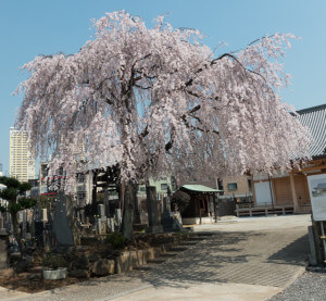 A Weeping Cherry Blossom Tree.  This picture doesn't do it justice.