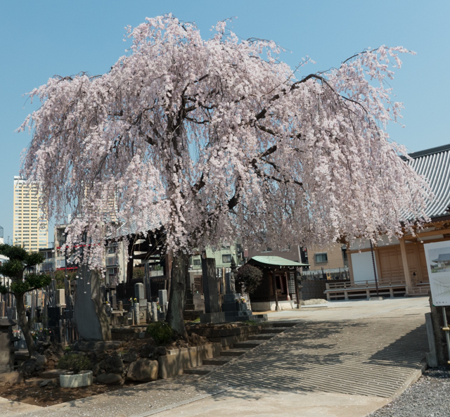 Tokyo Begins with Cherry Tree Blooms