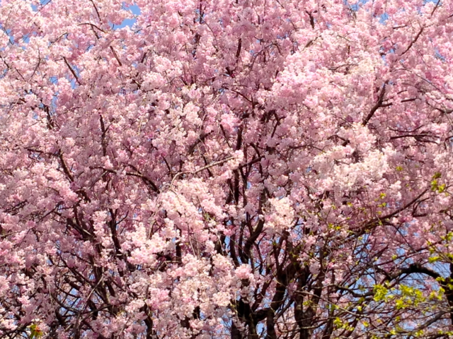 Springtime in Kyoto