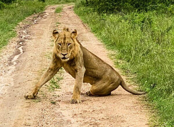 On our way back to camp, we interrupted a small pride of lions. This fella couldn't decide if he was going to yield.
