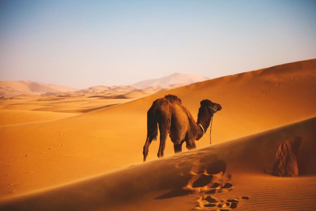 Camel in the sand dunes of Erg Chebbi, Merzouga, Morocco